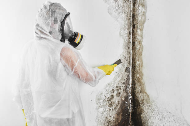 Best Attic Mold Removal  in Oroville East, CA