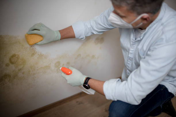 Best Toxic Mold Removal  in Oroville East, CA