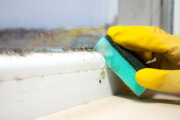Best Mold Removal Company Near Me  in Oroville East, CA