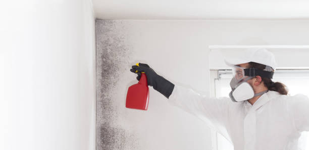 Home Mold Removal in Oroville East, CA