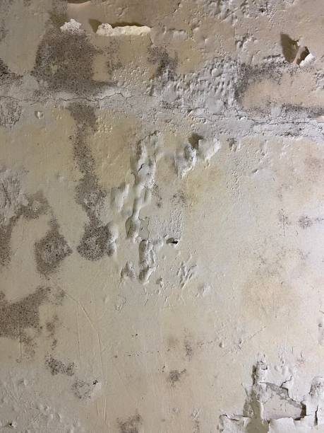 Best Mold Removal Near Me  in Oroville East, CA
